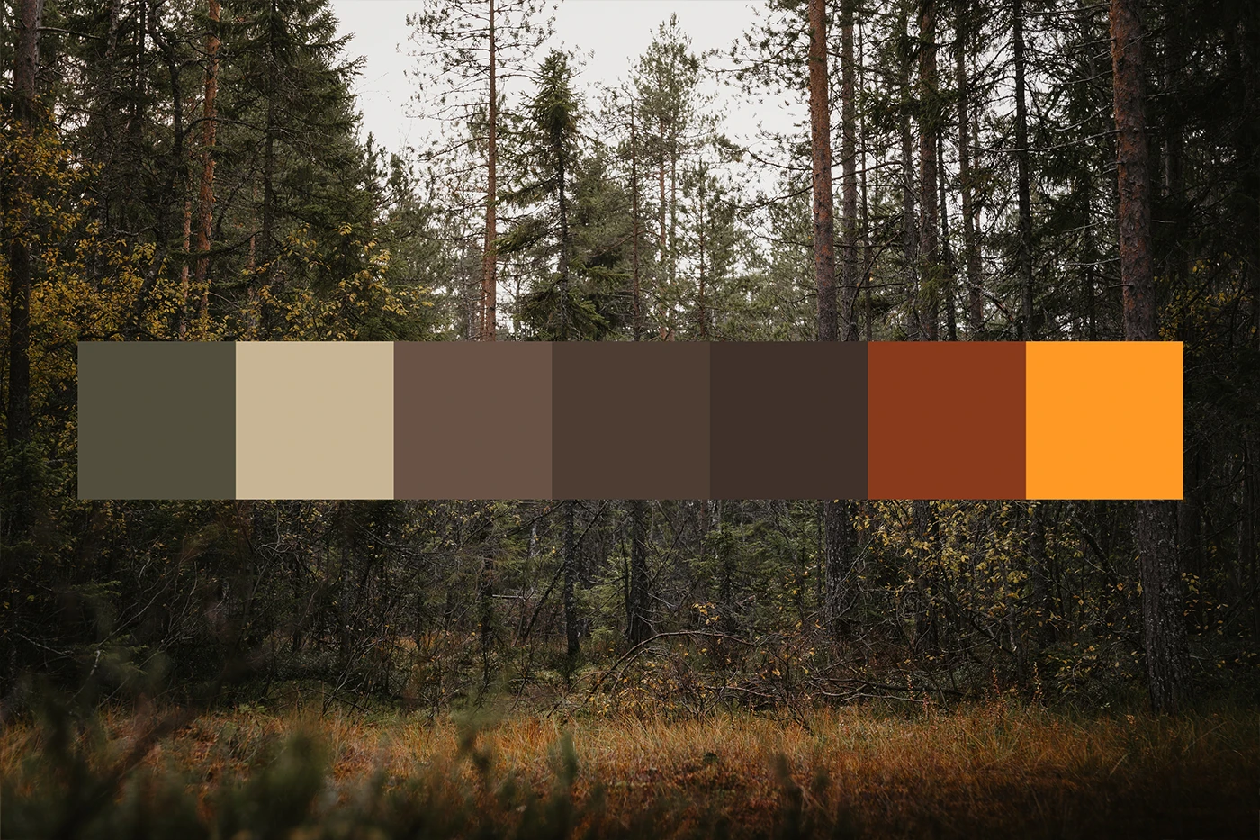 Färgkombinationer med en skogsbakgrund, ett varumärkesjobb för Pinewood